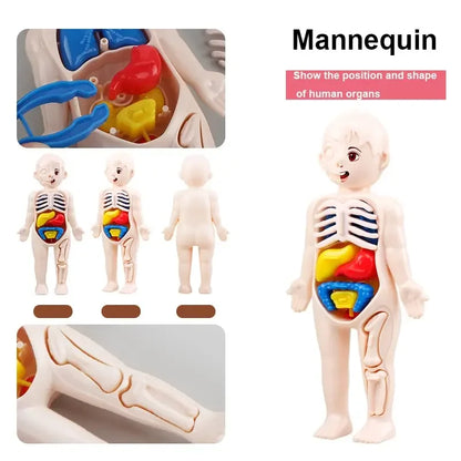 14Pcs Set Children Science and Education Human Body Organ Model DIY Assembled Medical Enlighten Early Education Teaching Toys