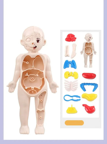 14Pcs Set Children Science and Education Human Body Organ Model DIY Assembled Medical Enlighten Early Education Teaching Toys