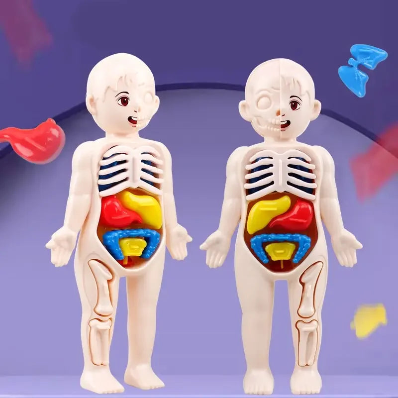 14Pcs Set Children Science and Education Human Body Organ Model DIY Assembled Medical Enlighten Early Education Teaching Toys