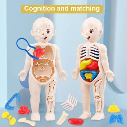 14Pcs Set Children Science and Education Human Body Organ Model DIY Assembled Medical Enlighten Early Education Teaching Toys