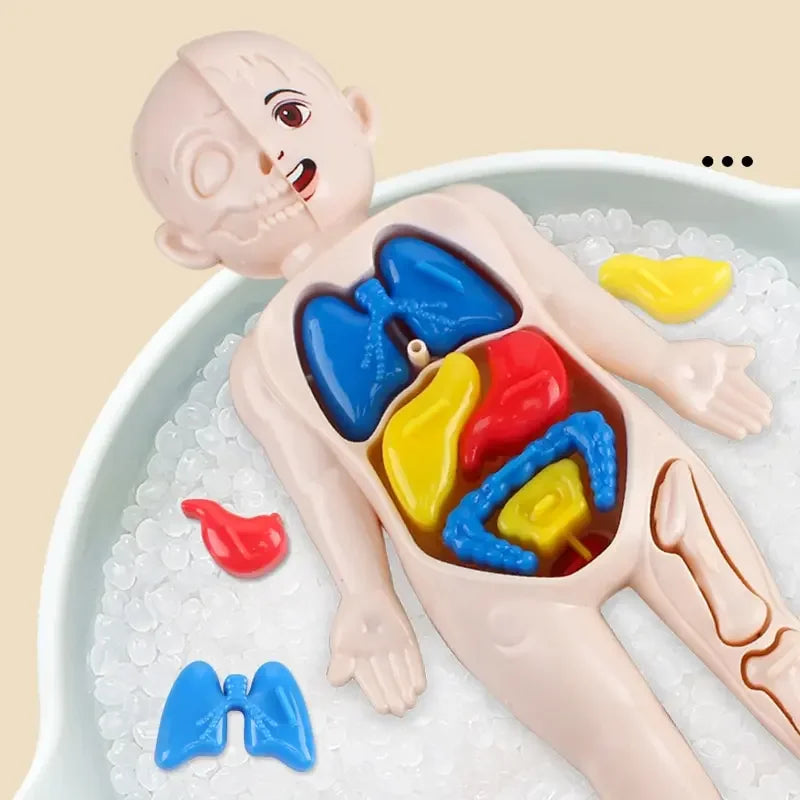 14Pcs Set Children Science and Education Human Body Organ Model DIY Assembled Medical Enlighten Early Education Teaching Toys